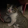 kitten, cat, young, fur, whiskers, carpet, indoor, pet, cute, small, pink, container, towel, exploring, animal, feline, closeup, soft, domestic, curious