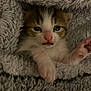 kitten, cat, animal, pet, furry, cute, sleepy, paw, pink_nose, fur, blanket, cozy, soft, closeup, young, indoor, resting, adorable, snuggled, tiny