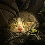 Chud joined the competition — help win amazing prizes! kitten, sleeping, cat, closeup, pink_nose, fur, blanket, cozy, soft, cute, animal, pet, resting, indoor, warm, comfort, small, feline, young, relaxed