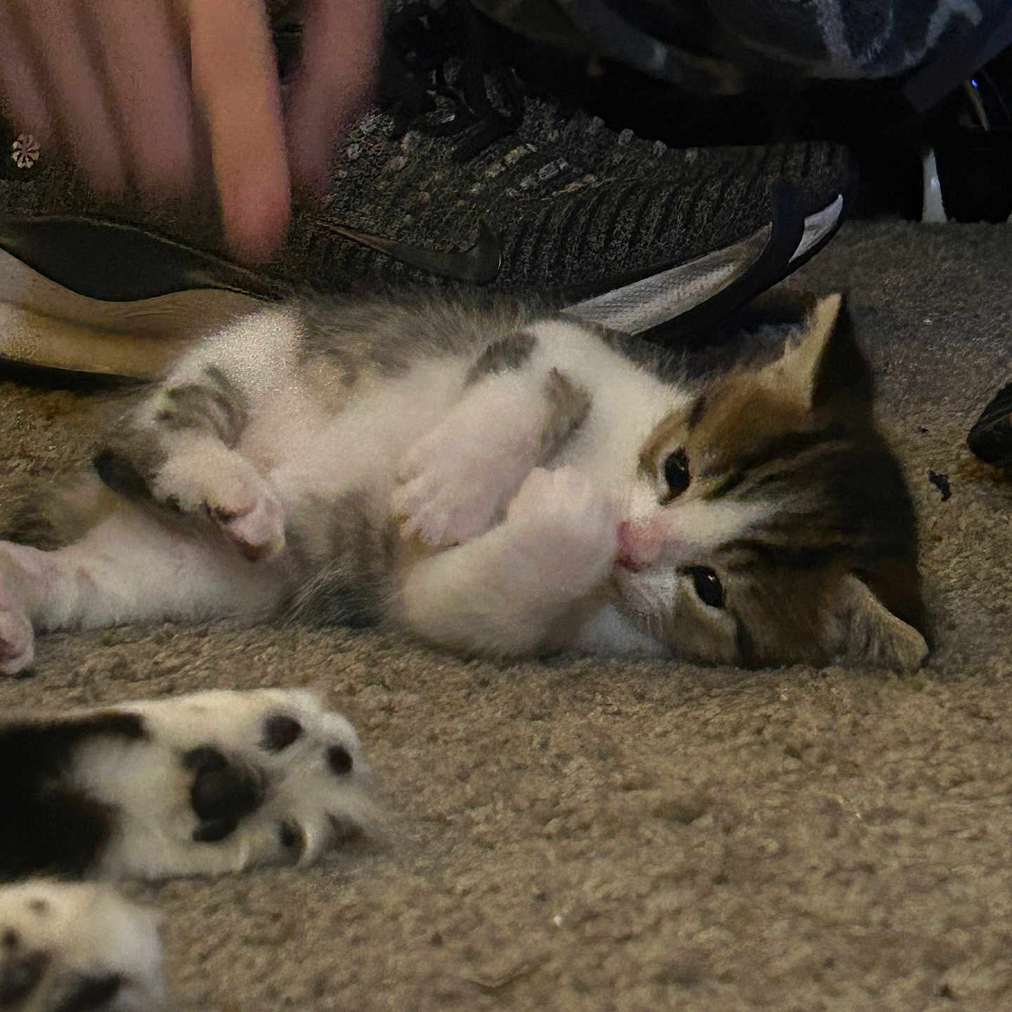 Chud is registered to the contest to win money with this photo: carpet, cat, closeup, cute, domestic_animal, feline, fur, gray, hand, indoor, kitten, lying_down, paw, pet, resting, shoe, sneaker, striped, white, young