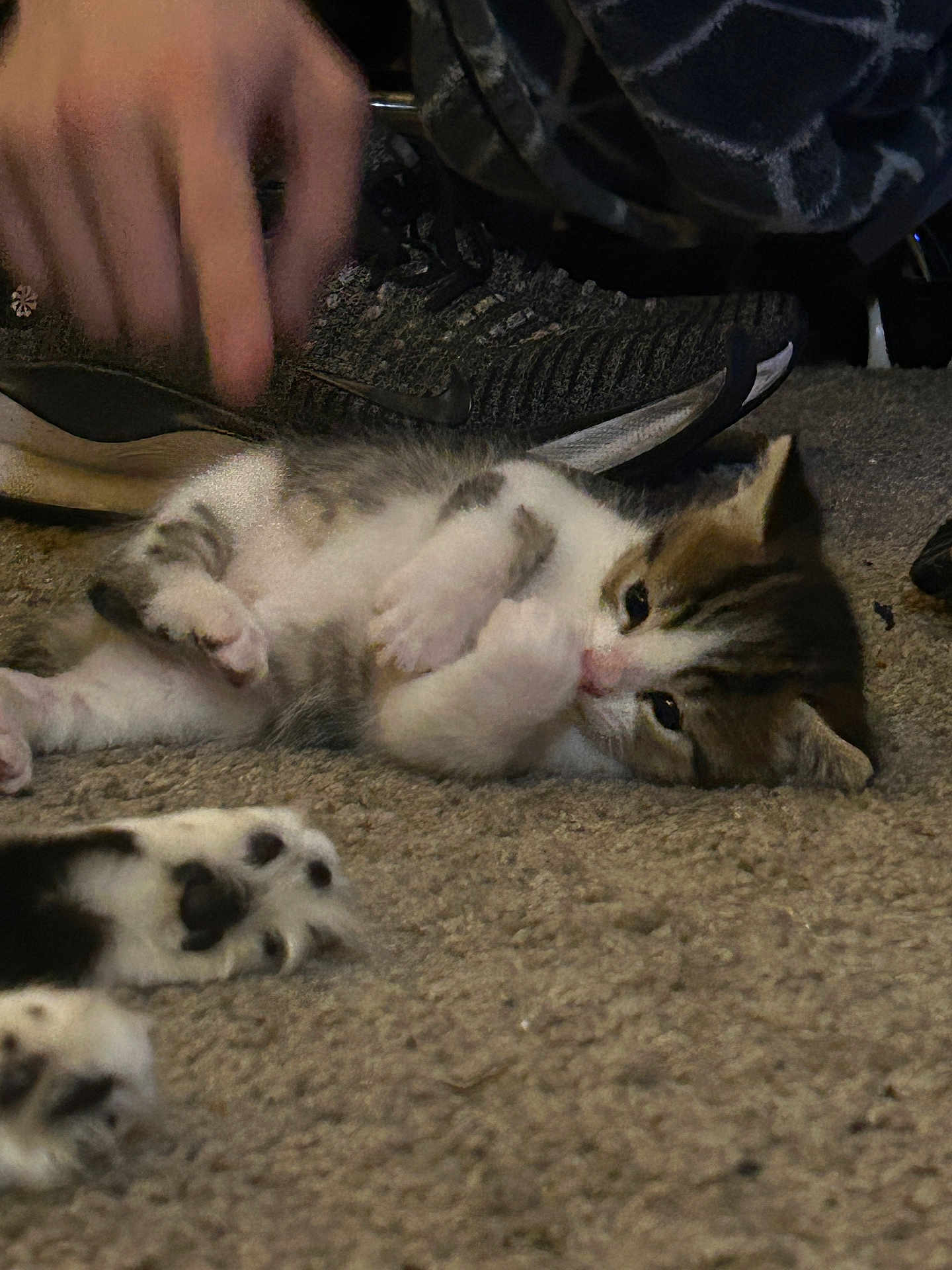 Chud is registered to the contest to win money with this photo: kitten, cat, paw, carpet, hand, shoe, sneaker, indoor, pet, cute, feline, young, lying_down, fur, white, gray, striped, domestic_animal, closeup, resting