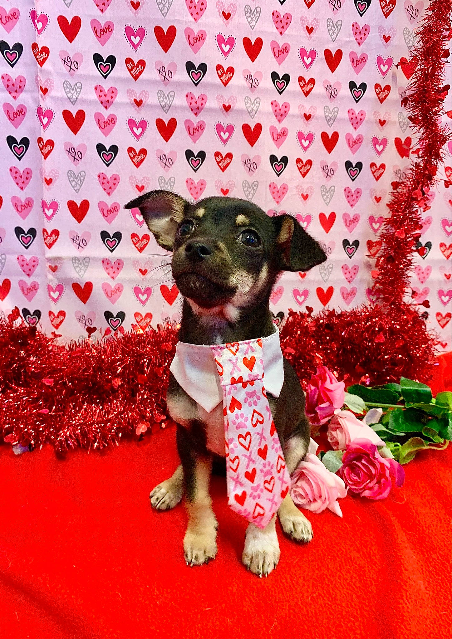 Kelso joined the competition — help win amazing prizes! canidae, carmine, carnivore, collar, companion_dog, dog, dog_breed, dog_collar, dog_supply, event, fashion_accessory, fawn, magenta, pattern, pet_supply, pink, snout, sporting_group, toy_dog, working_animal