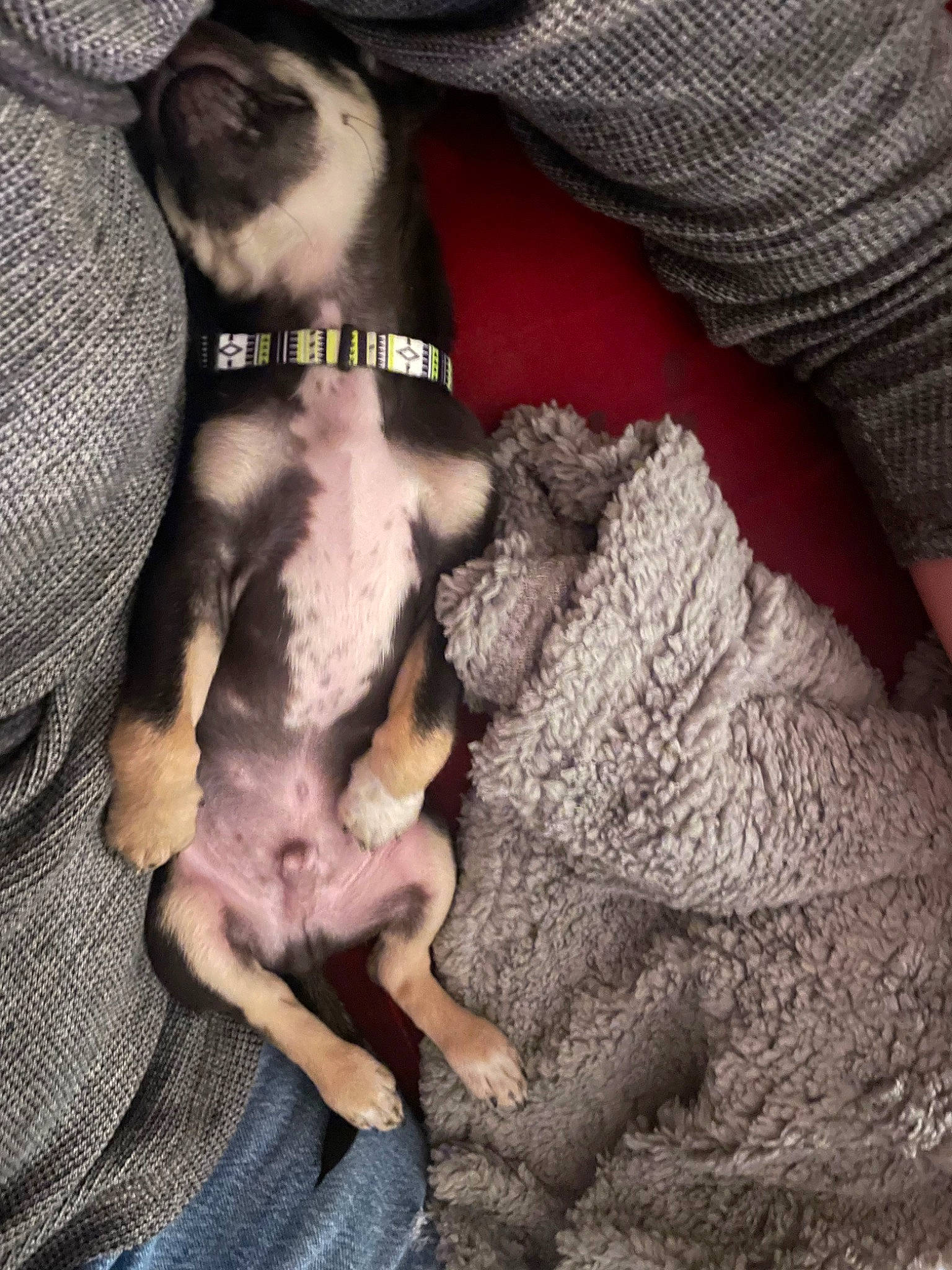 Kelso is registered to the contest to win money with this photo: canidae, carnivore, comfort, companion_dog, dog, dog_breed, fawn, foot, fur, nail, non_sporting_group, paw, snout, sporting_group, terrestrial_animal, toy_dog, working_animal