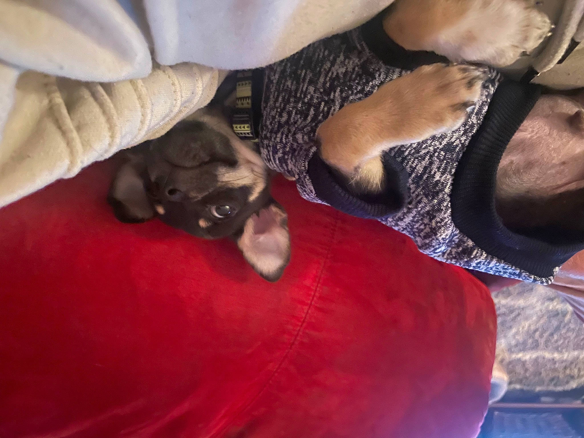 Kelso joined the competition — help win amazing prizes! carnivore, cat, chest, comfort, companion_dog, couch, dog_breed, fawn, felidae, fur, human_leg, linens, mammal, nail, room, small_to_medium_sized_cats, sunglasses, thigh, vertebrate, whiskers