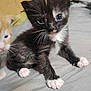 August is registered to the contest to win money with this photo: kitten, cat, black_and_white, orange_and_white, cute, animal, pet, feline, whiskers, paw, young, indoor, soft_surface, close_up, curious, fur, small, two_kittens, companions, blurred_background