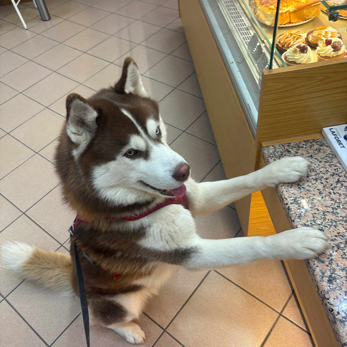 Urus a rejoint le concours — aidez-le/la à gagner de superbes lots ! dog, siberian_husky, pet, indoor, bakery, pastries, counter, tiled_floor, leash, paws, blue_eyes, waiting, cute, animal, fur, snout, ears, food_display, glass_case, red_harness
