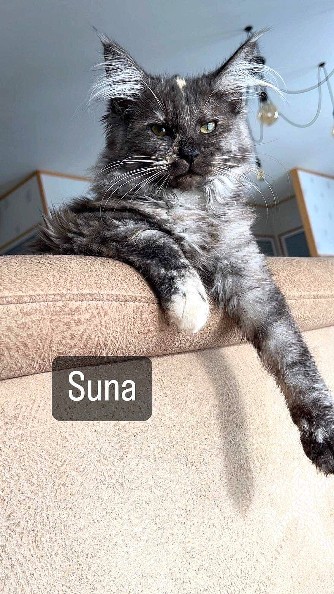 Suna a rejoint le concours — aidez-le/la à gagner de superbes lots ! black_cat, box, carnivore, cat, claw, comfort, couch, domestic_short_haired_cat, drawer, felidae, fur, grey, paw, photo_caption, plant, sitting, small_to_medium_sized_cats, snout, tail, whiskers