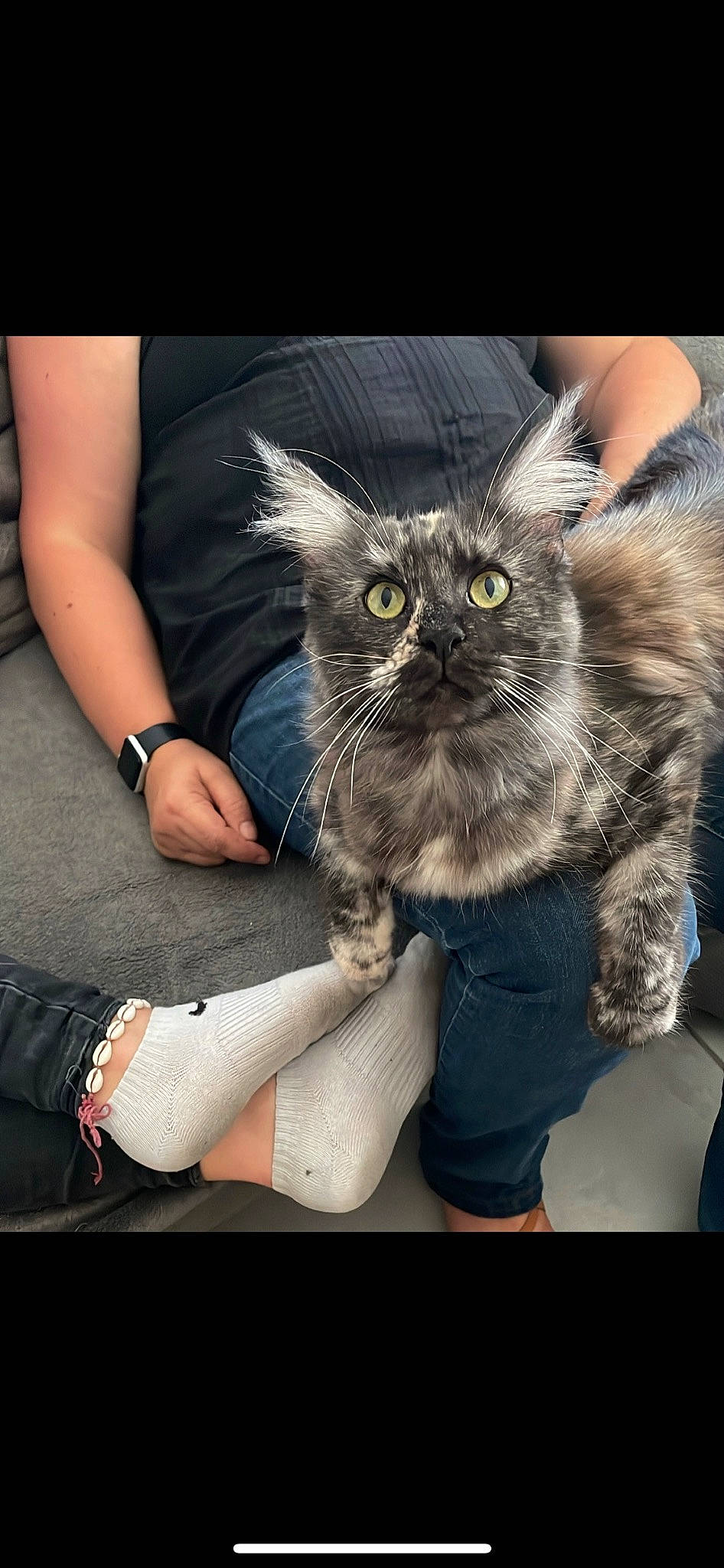 Suna participe au concours pour gagner de l'argent avec cette photo : carnivore, cat, comfort, eye, eyewear, felidae, finger, gesture, grey, hand, happy, human_leg, leg, nail, small_to_medium_sized_cats, snout, tail, thigh, whiskers, wrist