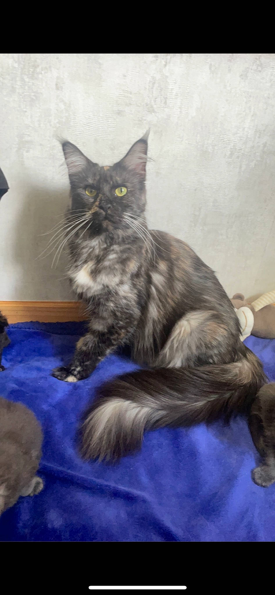 Suna a rejoint le concours — aidez-le/la à gagner de superbes lots ! black_cat, british_longhair, carnivore, cat, claw, comfort, domestic_short_haired_cat, felidae, fur, grey, paw, sitting, small_to_medium_sized_cats, tail, terrestrial_animal, whiskers