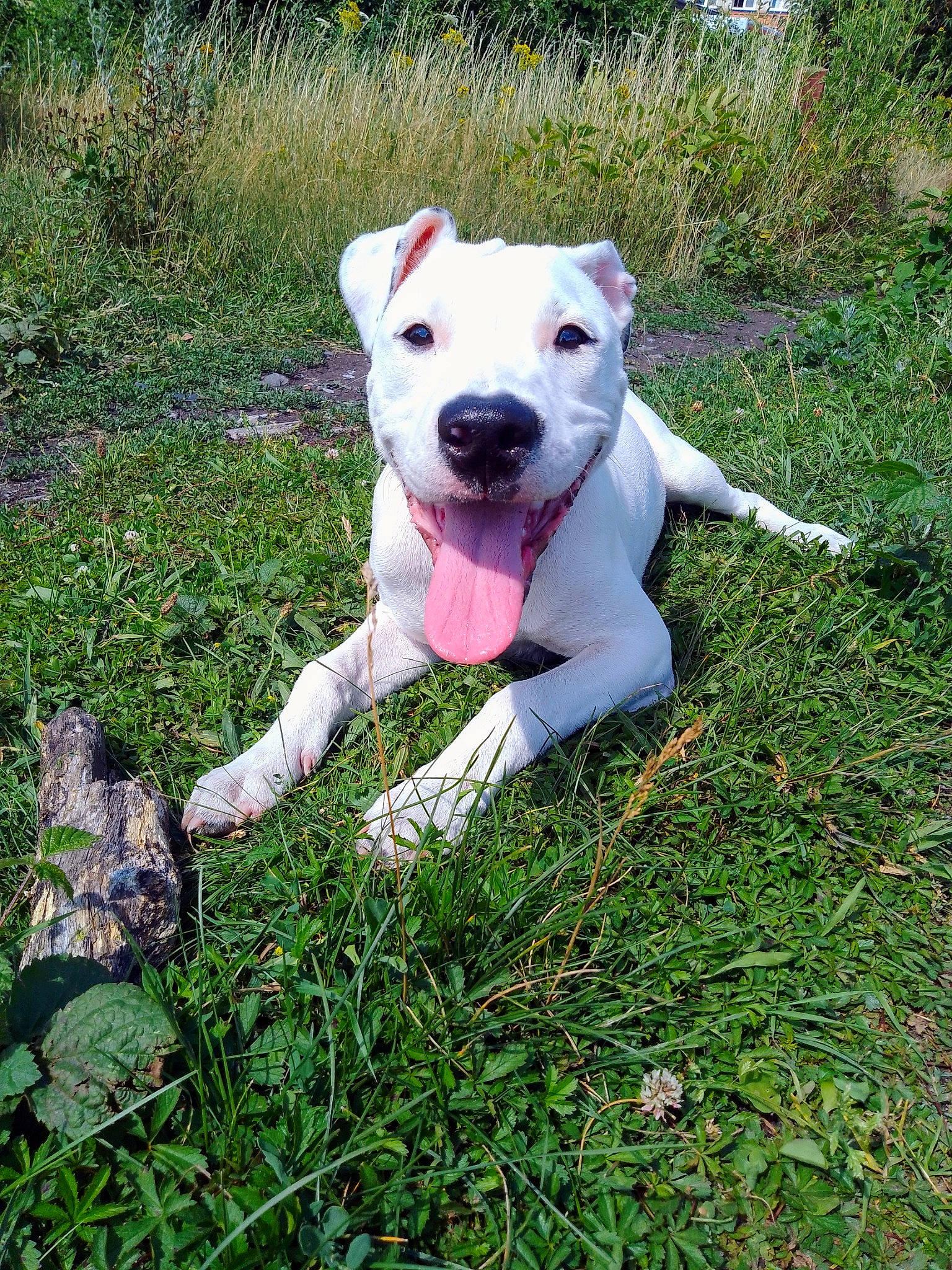 Alpha a rejoint le concours — aidez-le/la à gagner de superbes lots ! canidae, carnivore, collar, companion_dog, dog, dog_breed, dog_collar, fawn, grass, grass_family, grassland, groundcover, lawn, leash, plant, snout, sporting_group, tail, terrestrial_animal, working_animal