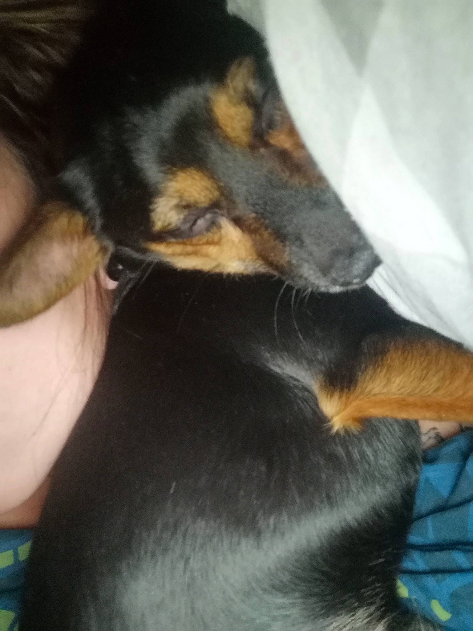 Sam participe au concours pour gagner de l'argent avec cette photo : canidae, carnivore, claw, close_up, companion_dog, dog, dog_breed, fur, gesture, guard_dog, heat, nail, paw, prazsky_krysarik, snout, sporting_group, toy_dog, vertebrate, whiskers, working_dog