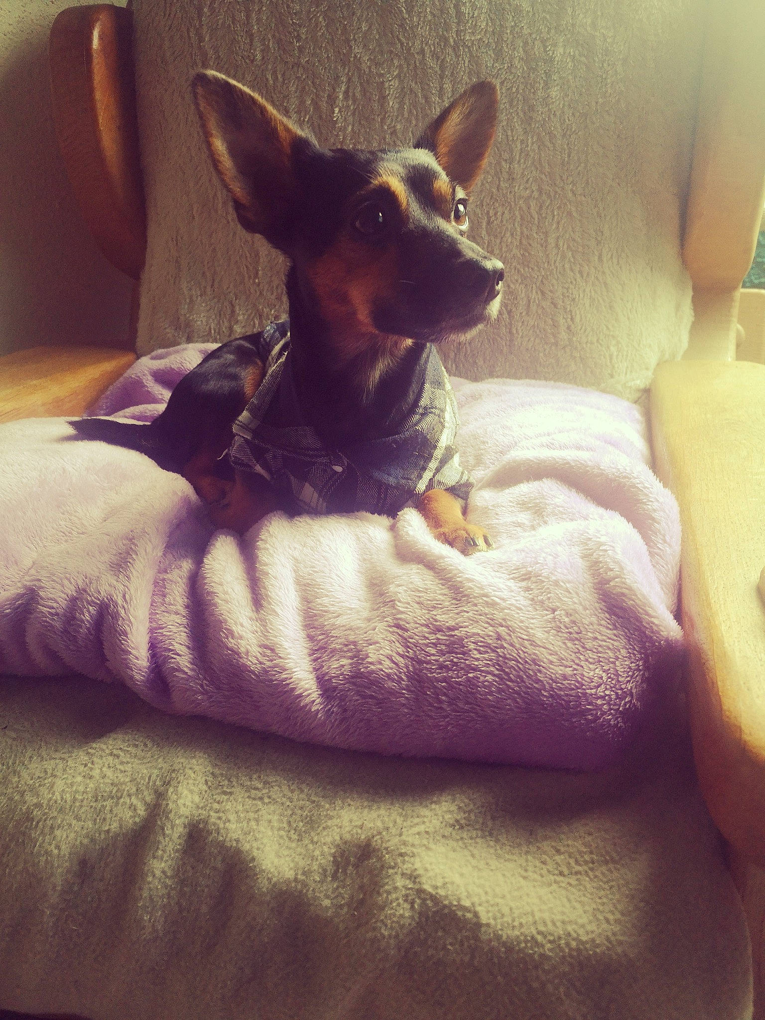 Sam a rejoint le concours — aidez-le/la à gagner de superbes lots ! bed, canidae, carnivore, comfort, companion_dog, dog, dog_breed, ear, fawn, fur, guard_dog, linens, prazsky_krysarik, russkiy_toy, sitting, snout, sporting_group, toy_dog, whiskers, working_animal