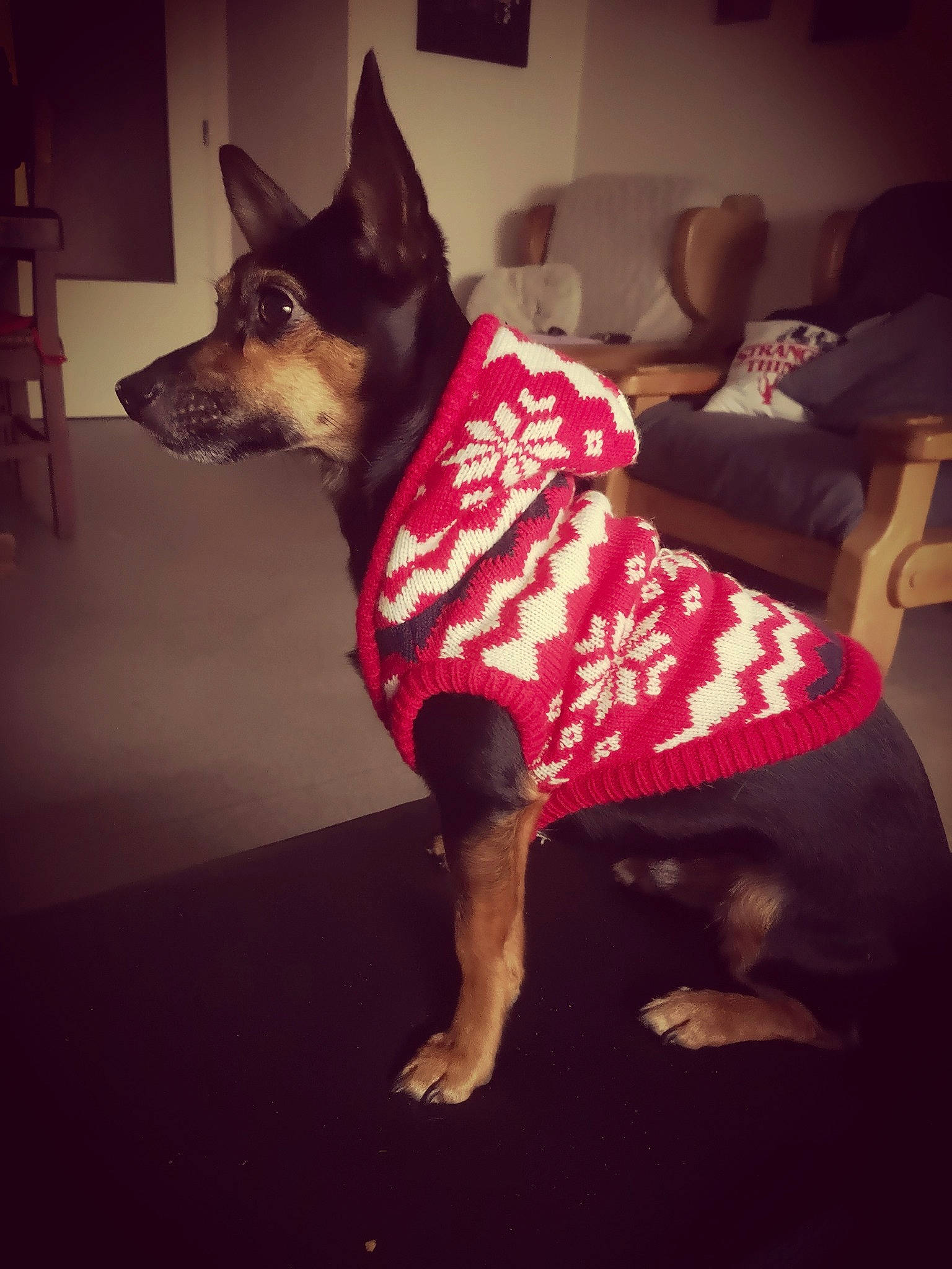 Sam a rejoint le concours — aidez-le/la à gagner de superbes lots ! canidae, carnivore, collar, companion_dog, dog, dog_breed, dog_clothes, dog_collar, dog_supply, fawn, floor, flooring, fur, pet_supply, sleeve, snout, sporting_group, toy_dog, whiskers, working_animal