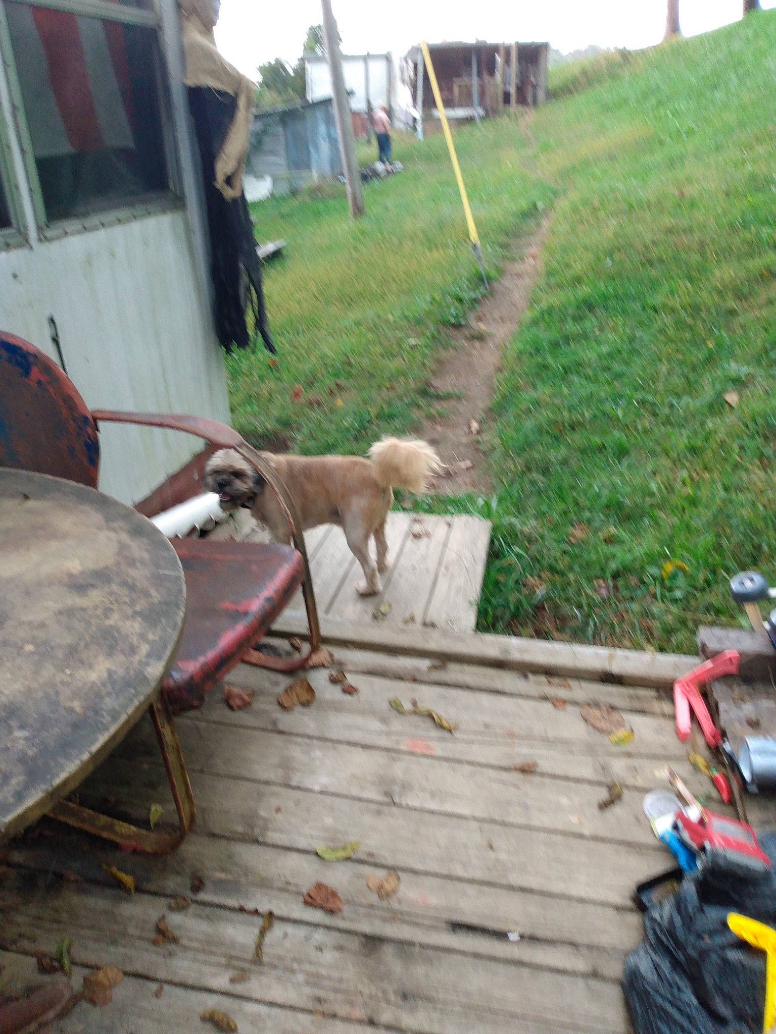 Rascal is registered to the contest to win money with this photo: chair, companion_dog, deck, dog, dog_breed, floor, flooring, grass, hardwood, landscape, leisure, outdoor_furniture, plant, road_surface, roof, sidewalk, tail, wood, wood_stain, working_animal