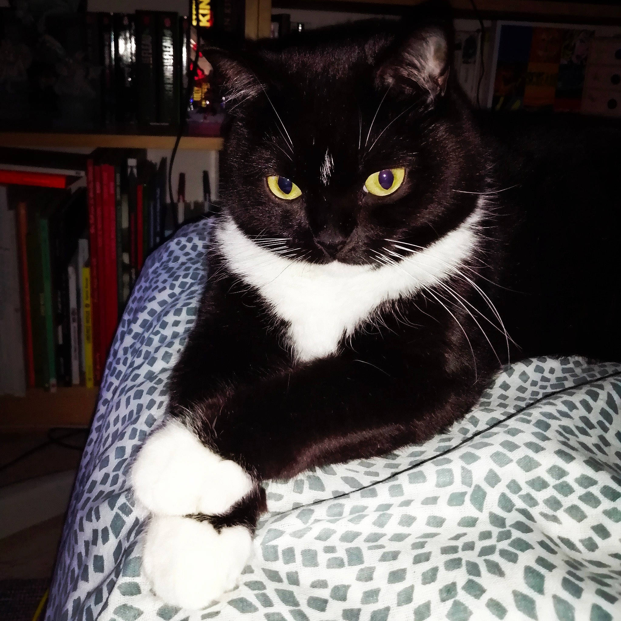 Chewie a rejoint le concours — aidez-le/la à gagner de superbes lots ! black_cat, bookcase, carnivore, cat, cat_supply, comfort, domestic_short_haired_cat, felidae, fur, linens, pattern, paw, shelf, shelving, sitting, small_to_medium_sized_cats, snout, tail, terrestrial_animal, whiskers