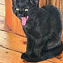 Zelda participe au concours pour gagner de l'argent avec cette photo : animal, black_cat, cat, curious, cute, eyes, feline, fur, indoor, kitten, mouth_open, pet, playful, sitting, tiny_teeth, tongue_out, whiskers, wooden_background, wooden_floor, young_cat
