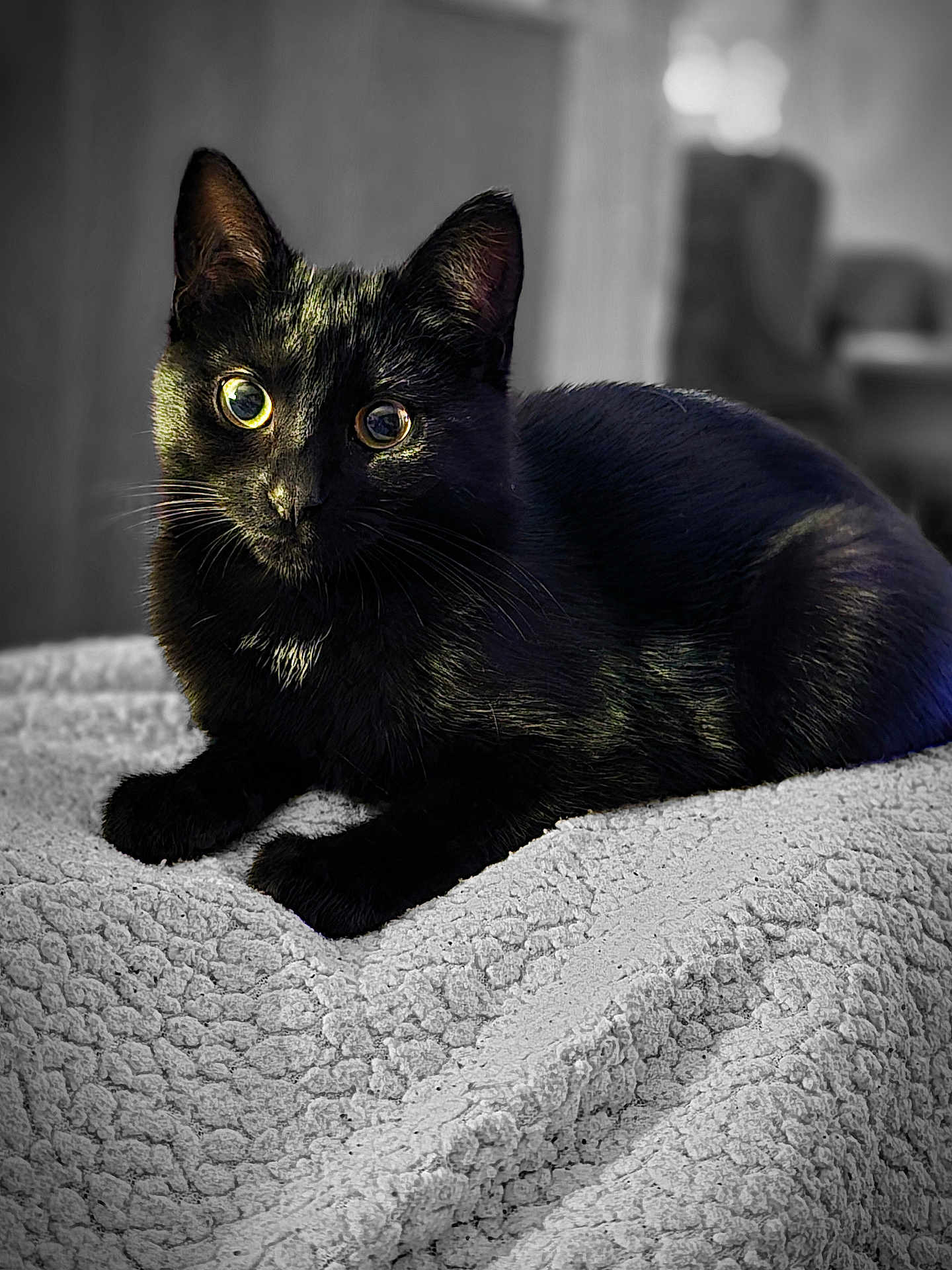 Zelda