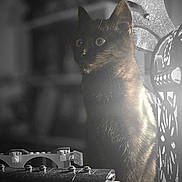 Zelda a rejoint le concours — aidez-le/la à gagner de superbes lots ! animal, black_cat, blurred_background, cat, close_up, cozy, curious, decor, domestic_cat, feline, furniture, indoor, lantern, pet, quiet, shadow, sitting, soft_light, toy_blocks, wide_eyes