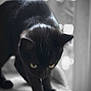 Zelda participe au concours pour gagner de l'argent avec cette photo : animal, black_cat, black_fur, blurred_background, cat, cautious, close_up, curious, domestic_animal, feline, fur, indoor, mammal, pet, portrait, quiet, soft_light, surface, whiskers, window_light