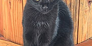 Zelda participe au concours pour gagner de l'argent avec cette photo : animal, black_cat, curious, cute, domestic_cat, ears, eyes, feline, fur, indoor, kitten, pet, portrait, sitting, small_animal, tail, whiskers, wooden_floor, wooden_wall, young_cat