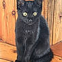 animal, black_cat, curious, cute, domestic_cat, ears, eyes, feline, fur, indoor, kitten, pet, portrait, sitting, small_animal, tail, whiskers, wooden_floor, wooden_wall, young_cat