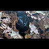 cat, black_cat, animal, pet, feline, face, eyes, whiskers, leaves, autumn, fall, outdoors, nature, camouflage, hidden, peeking, woodland, brown, portrait, closeup