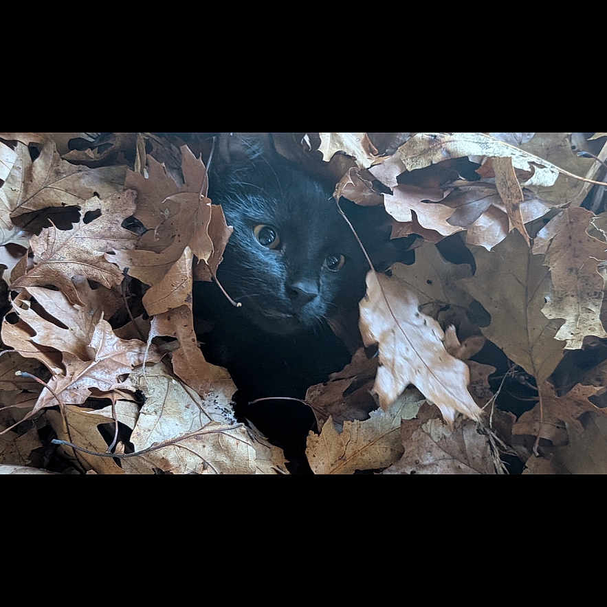 Diego