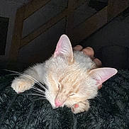 Omaha a rejoint le concours — aidez-le/la à gagner de superbes lots ! cat, sleeping, cream_colored, whiskers, pink_nose, paw, hand, blanket, indoor, cozy, resting, feline, pet, fur, cute, relaxing, animal, domestic_cat, close_up, quiet