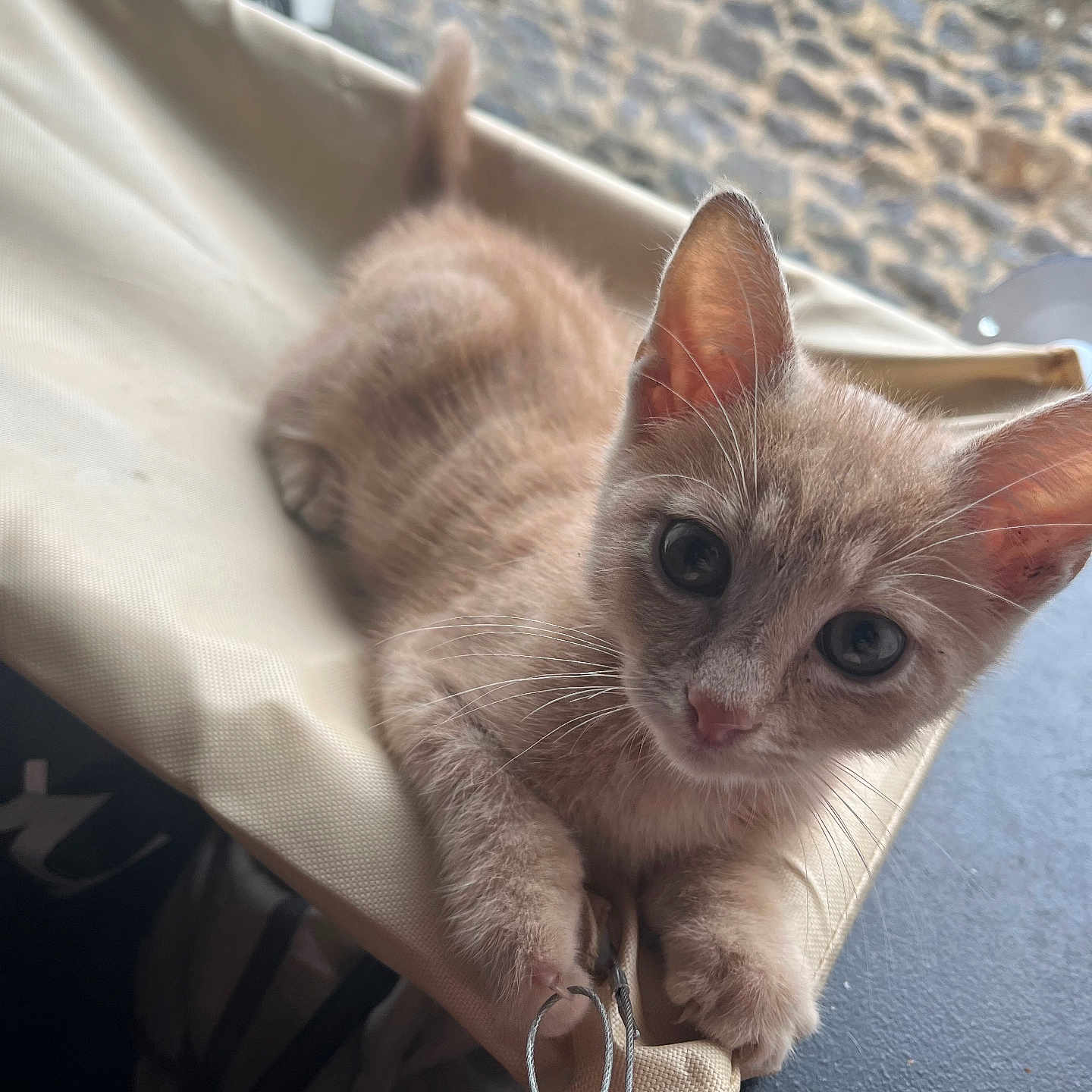 Marcus a rejoint le concours — aidez-le/la à gagner de superbes lots ! kitten, cat, young, playful, beige, fabric, string, outdoor, stone_wall, curious, pet, whiskers, ears, paws, resting, animal, feline, closeup, cute, domestic