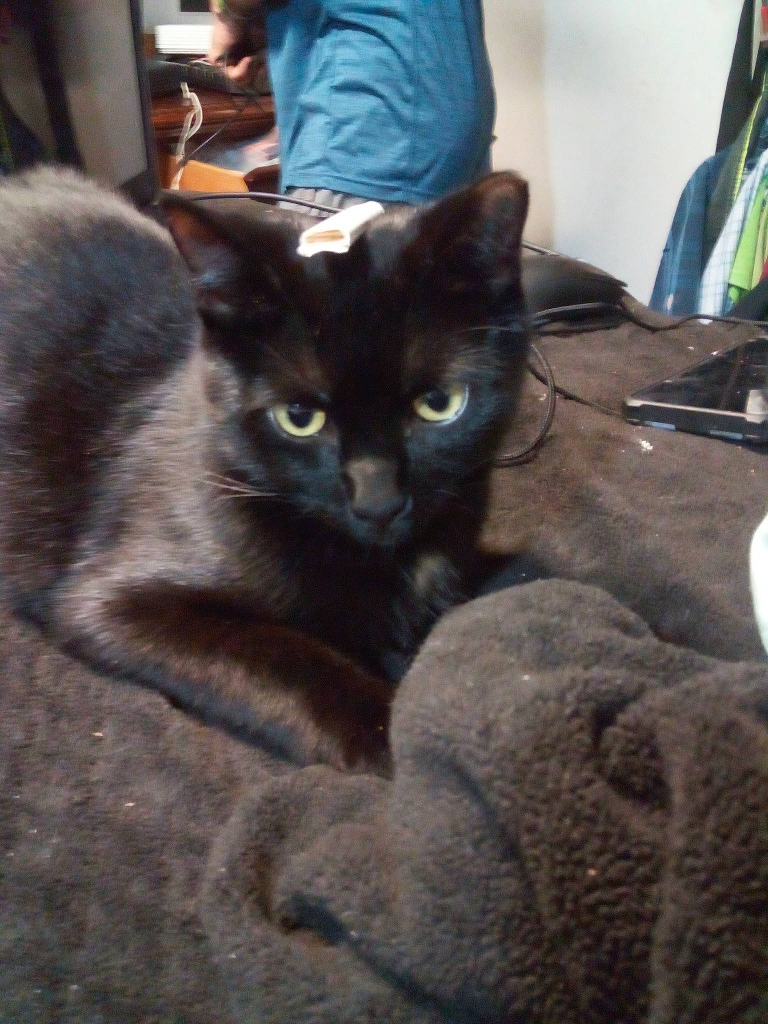 Reaper is registered to the contest to win money with this photo: black_cat, carnivore, cat, claw, comfort, domestic_short_haired_cat, felidae, fur, grey, paw, sitting, small_to_medium_sized_cats, snout, tail, terrestrial_animal, whiskers