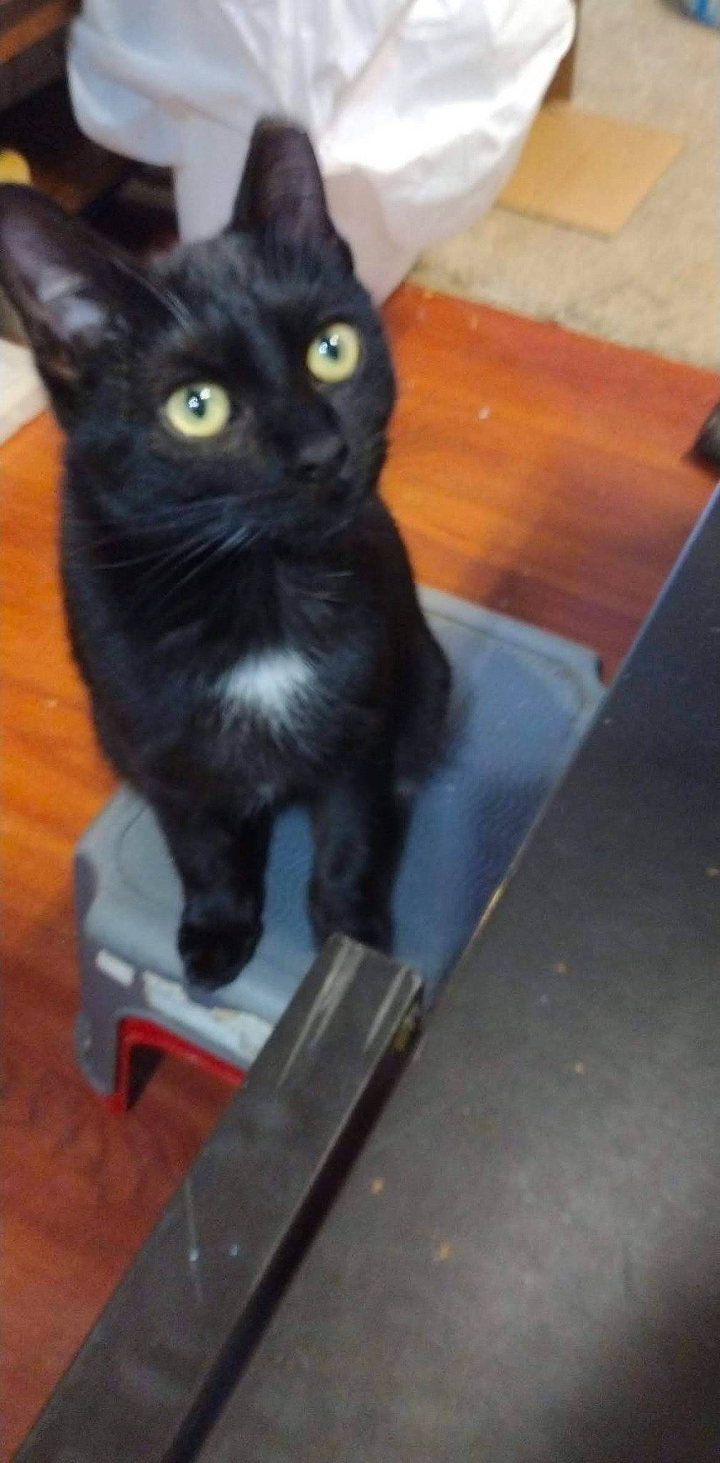 Reaper is registered to the contest to win money with this photo: black_cat, bombay, carnivore, cat, claw, domestic_short_haired_cat, felidae, flooring, fur, hardwood, iris, small_to_medium_sized_cats, snout, tail, terrestrial_animal, whiskers, wood