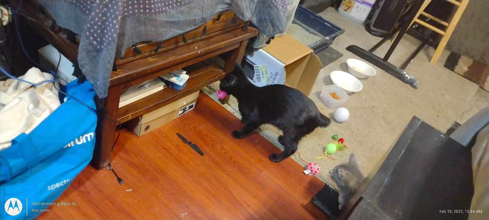 Reaper is registered to the contest to win money with this photo: box, carnivore, cat, chair, domestic_short_haired_cat, felidae, floor, flooring, hardwood, laminate_flooring, plywood, room, small_to_medium_sized_cats, table, tail, varnish, whiskers, wood, wood_flooring, wood_stain