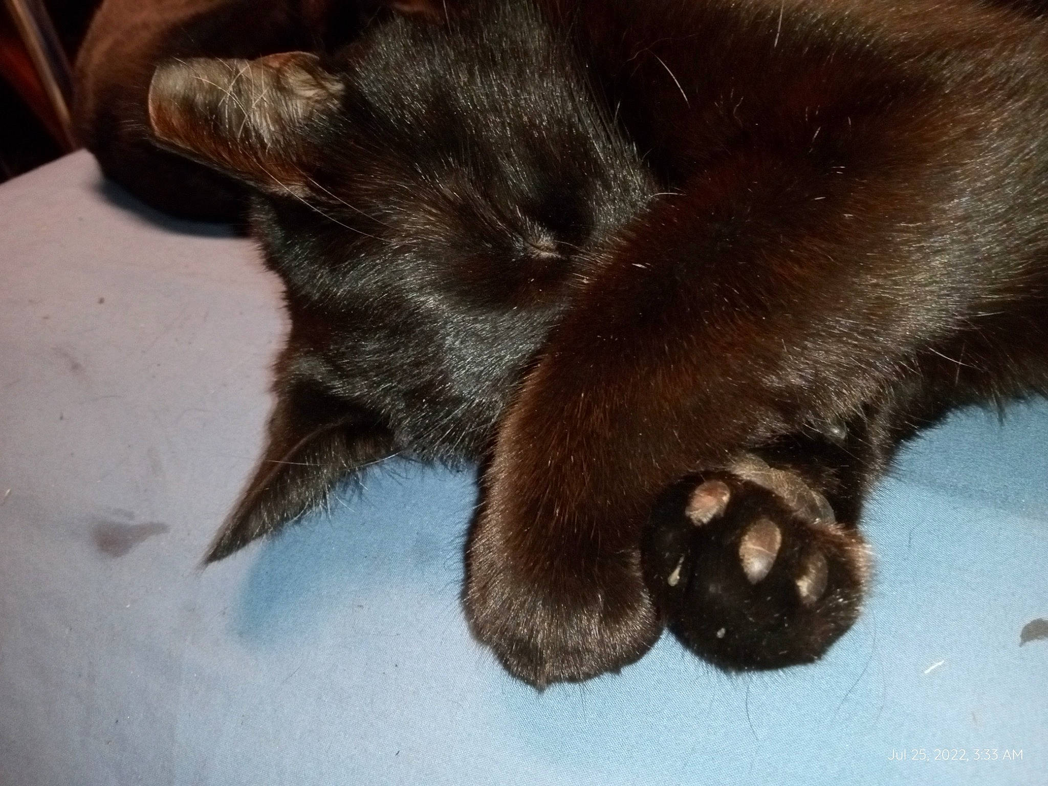 Panther is registered to the contest to win money with this photo: brown, carnivore, cat, claw, comfort, dog_breed, felidae, foot, fur, gesture, human_leg, liver, paw, small_to_medium_sized_cats, snout, sporting_group, tail, toe, whiskers
