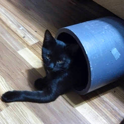 Panther is registered to the contest to win money with this photo: black_cat, bombay, carnivore, cat, domestic_short_haired_cat, felidae, floor, flooring, fur, hardwood, laminate_flooring, paw, small_to_medium_sized_cats, snout, tail, varnish, whiskers, wood, wood_flooring, wood_stain