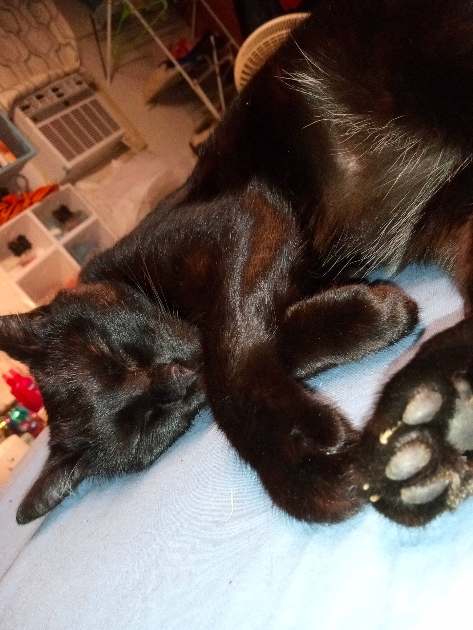 Panther joined the competition — help win amazing prizes! carnivore, claw, comfort, dog_breed, fawn, felidae, foot, fur, gesture, human_leg, liver, paw, plant, small_to_medium_sized_cats, snout, sporting_group, tail, terrestrial_animal, whiskers, wood