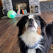 Goose joined the competition — help win amazing prizes! dog, indoor, wooden_floor, fireplace, stone_wall, collar, pet, toy_ball, curious_expression, brown, black, white, furry, canine, living_room, flooring, domestic_animal, house, mammal, companion