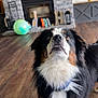 dog, indoor, wooden_floor, fireplace, stone_wall, collar, pet, toy_ball, curious_expression, brown, black, white, furry, canine, living_room, flooring, domestic_animal, house, mammal, companion