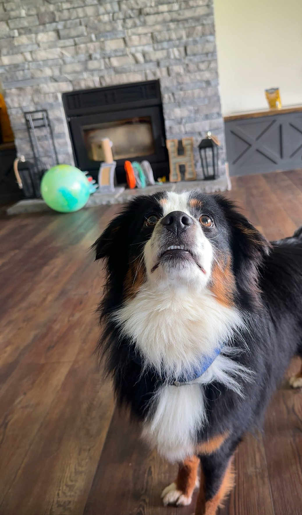 Goose joined the competition — help win amazing prizes! dog, indoor, wooden_floor, fireplace, stone_wall, collar, pet, toy_ball, curious_expression, brown, black, white, furry, canine, living_room, flooring, domestic_animal, house, mammal, companion