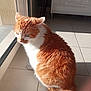 cat, orange_cat, white_cat, pet, indoor, sunlight, window, glass_door, floor_tiles, feline, fur, whiskers, tail, domestic_cat, animal, cute, sitting, looking_outside, home, daylight