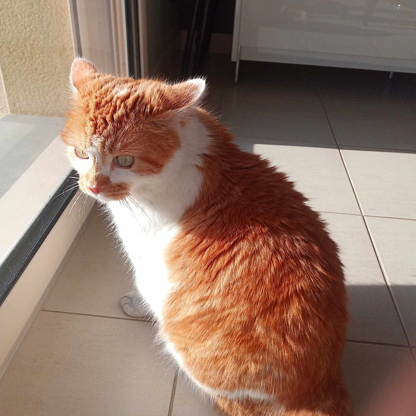 Caramel participe au concours pour gagner de l'argent avec cette photo : animal, cat, cute, daylight, domestic_cat, feline, floor_tiles, fur, glass_door, home, indoor, looking_outside, orange_cat, pet, sitting, sunlight, tail, whiskers, white_cat, window