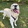 dog, golden_retriever, outdoor, grass, tree, pet, animal, canine, happy, tongue_out, summer, nature, playful, fur, mammal, leaves, sunlight, park, harness, friendly