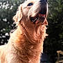 Uno participe au concours pour gagner de l'argent avec cette photo : dog, golden_retriever, animal, pet, fur, mouth_open, outdoor, nature, greenery, blurred_background, close_up, portrait, canine, happy, fluffy, sunlight, head, looking_up, muzzle, friendly