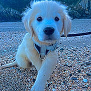 Uno a rejoint le concours — aidez-le/la à gagner de superbes lots ! puppy, golden_retriever, dog, beach, shells, leash, harness, outdoor, nature, sand, rocks, greenery, young, curious, walking, animal, pet, closeup, fluffy, canine