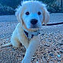 puppy, golden_retriever, dog, beach, shells, leash, harness, outdoor, nature, sand, rocks, greenery, young, curious, walking, animal, pet, closeup, fluffy, canine