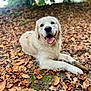 Uno participe au concours pour gagner de l'argent avec cette photo : dog, golden_retriever, puppy, animal, pet, outdoor, autumn, leaves, nature, forest_floor, tongue_out, happy, lying_down, closeup, mammal, canine, playful, young, smiling, background_blur