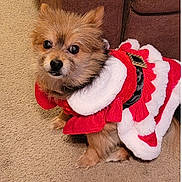 Tiah Marie joined the competition — help win amazing prizes! adorable, animal, brown_fur, carpet, christmas_costume, companion, cozy, cute, dog, festive_clothing, fluffy, furry, holiday, indoor, looking_up, pet, red_outfit, sitting, small_dog, white_trim