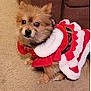 adorable, animal, brown_fur, carpet, christmas_costume, companion, cozy, cute, dog, festive_clothing, fluffy, furry, holiday, indoor, looking_up, pet, red_outfit, sitting, small_dog, white_trim