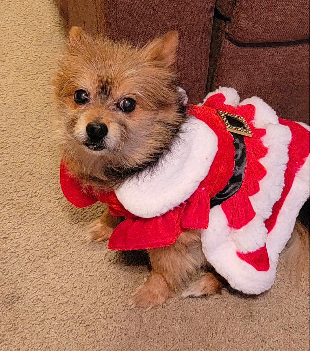 Tiah Marie joined the competition — help win amazing prizes! adorable, animal, brown_fur, carpet, christmas_costume, companion, cozy, cute, dog, festive_clothing, fluffy, furry, holiday, indoor, looking_up, pet, red_outfit, sitting, small_dog, white_trim