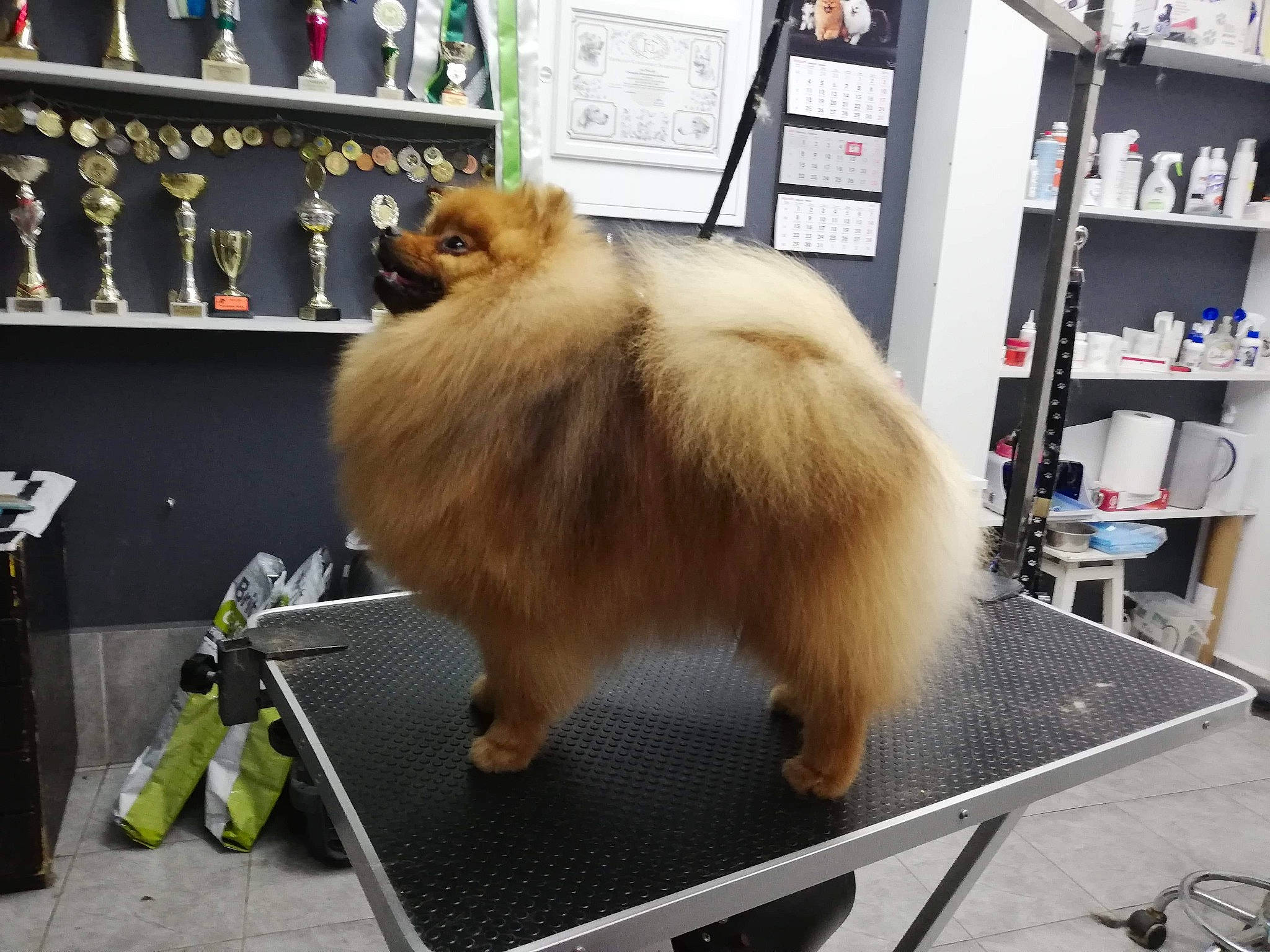 Bentlay is registered to the contest to win money with this photo: canidae, carnivore, cat, claw, companion_dog, dog_breed, fawn, felidae, fur, german_spitz, shelf, shelving, small_to_medium_sized_cats, snout, spitz, tail, whiskers