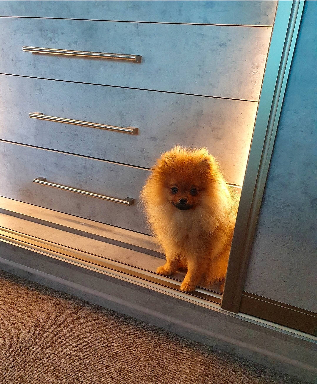 Bentlay joined the competition — help win amazing prizes! canidae, carnivore, companion_dog, dog, fawn, finnish_spitz, german_spitz, german_spitz_klein, german_spitz_mittel, non_sporting_group, pomeranian, spitz, tail, toy_dog, wood